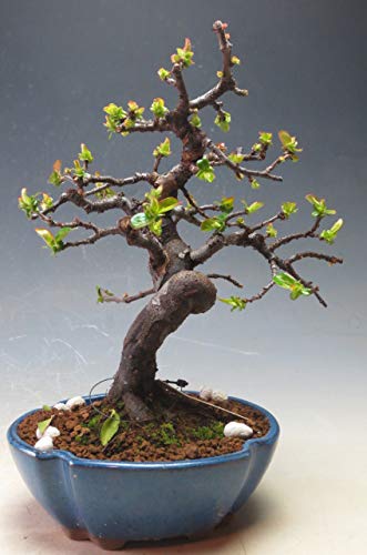 Amazon.co.jp: 盆栽 実生15年生 カリンの鉢植え盆栽【現品】 : DIY